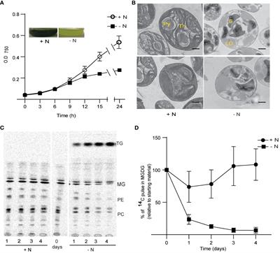 ROS-mediated thylakoid membrane remodeling and triacylglycerol biosynthesis under nitrogen starvation in the alga Chlorella sorokiniana